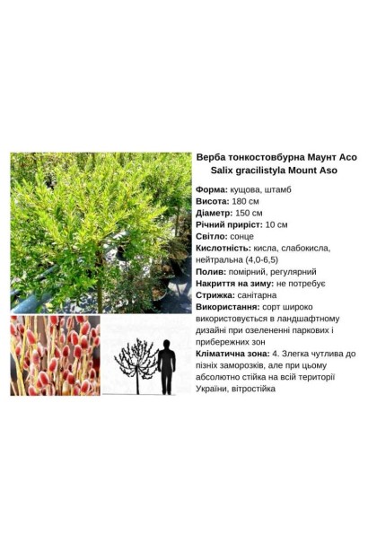 Верба тонкостовбурна Маунт Асо основні характеристики сорту